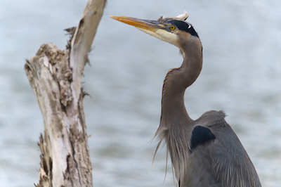 Heron Side